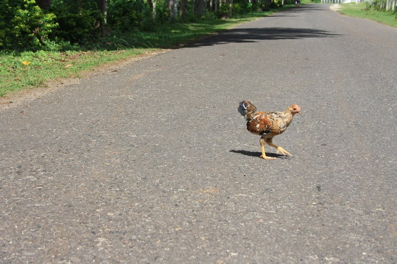 Discover chicken road españa